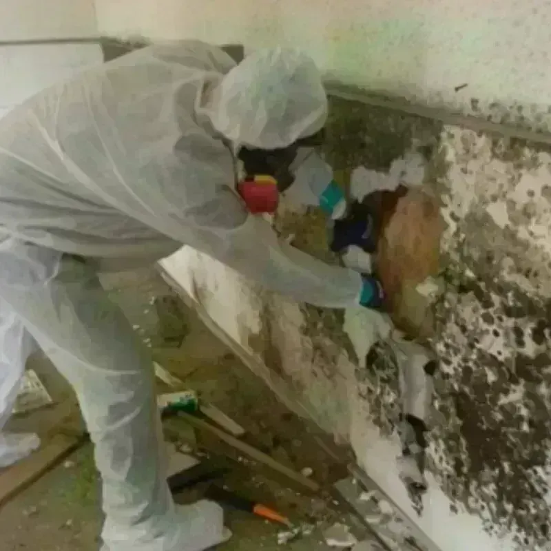 Mold Remediation and Removal in Morris, IL